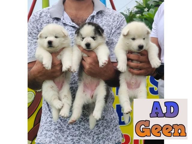 used Get White Siberian Husky in Jalandhar and Chandigarh for sale 